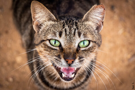 A cat with dark and light brown markings stares directly at the camera. It has green eyes and its mouth is slightly open.