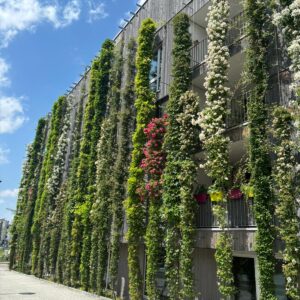 External wall of an apartment complex covered in climbing ivy and flowers with potted plants hanging from people's balcony railings.